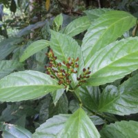 Sarcandra glabra (Thunb.) Nakai